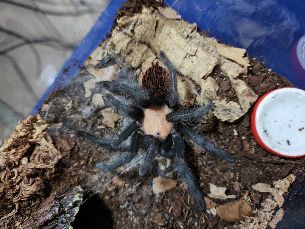 B. albiceps female (less than 24 hours since molt)