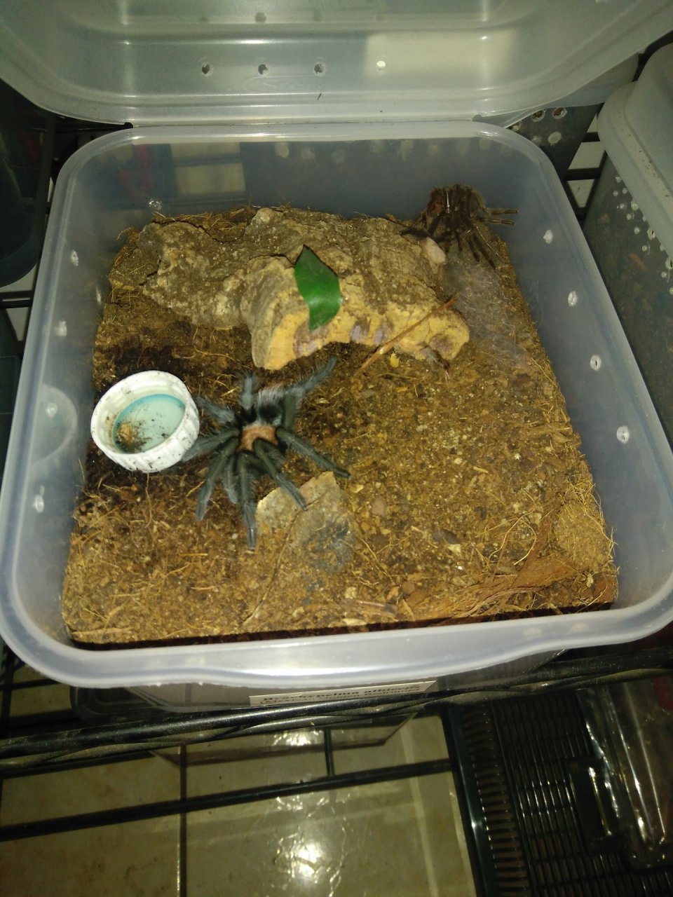 B.albiceps Molted