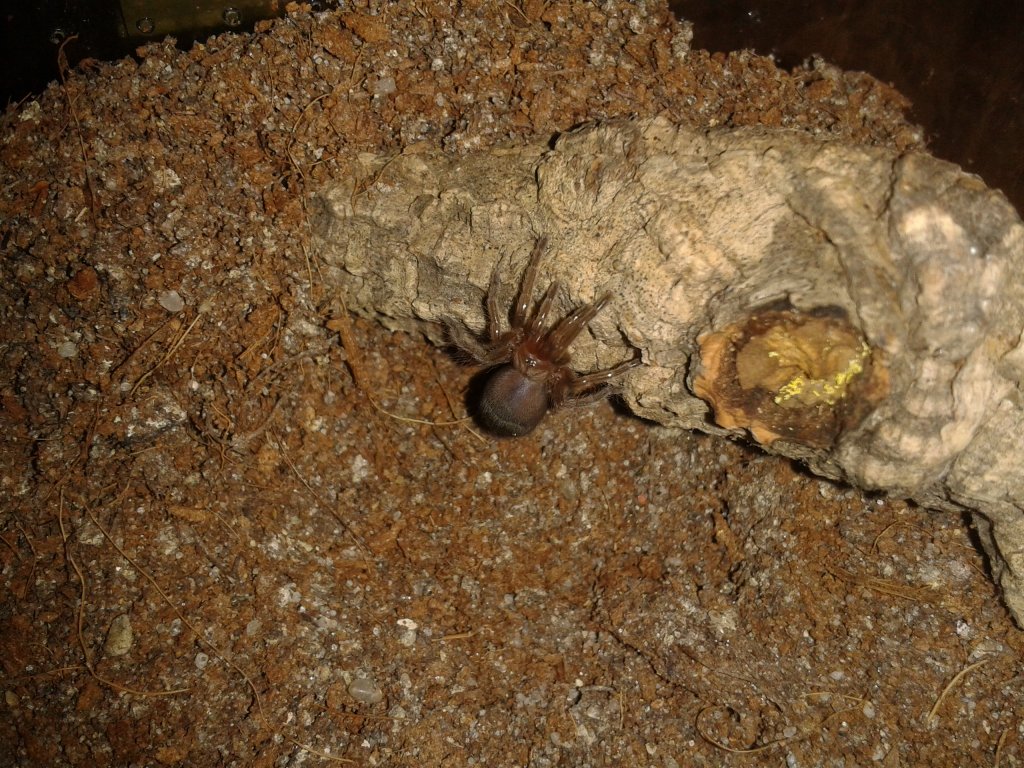 B. albiceps sling