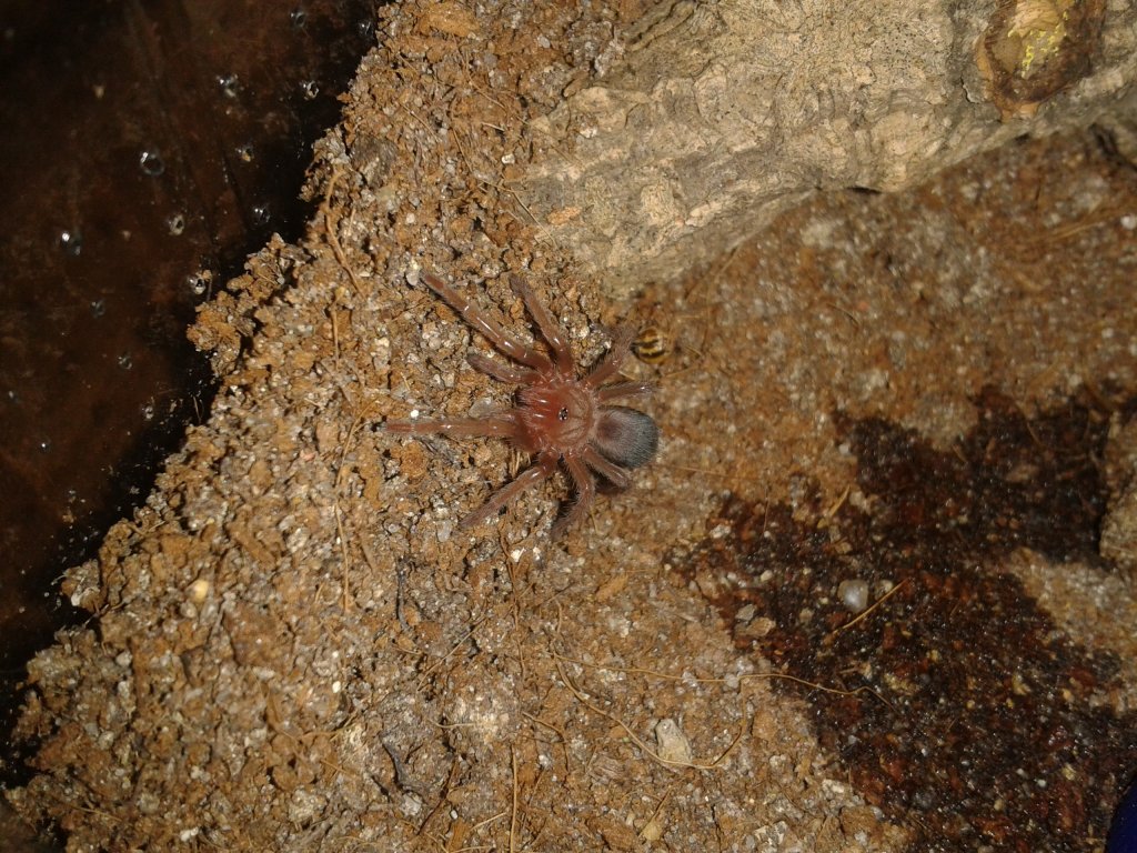 B. albiceps sling