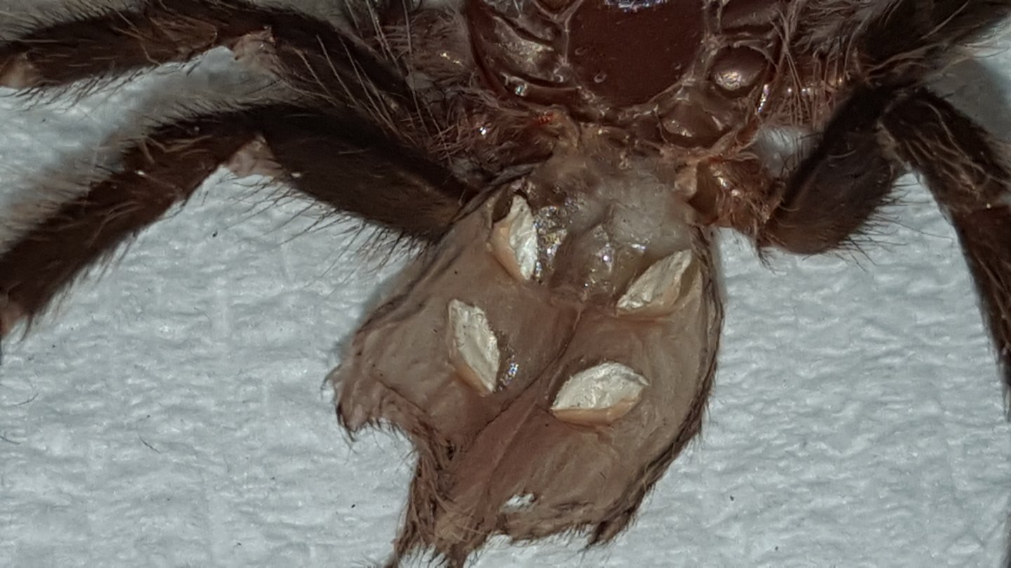 B. albo Molt