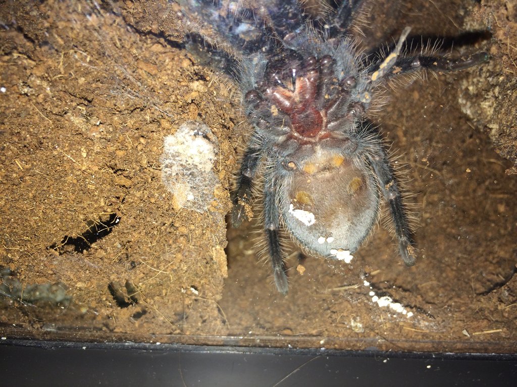 B. albopilosum   2"