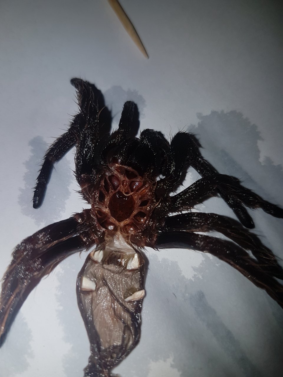 B albopilosum 3.5inches