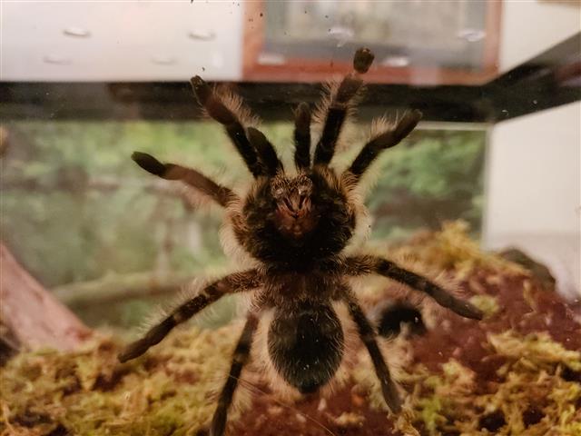 B. Albopilosum 4"