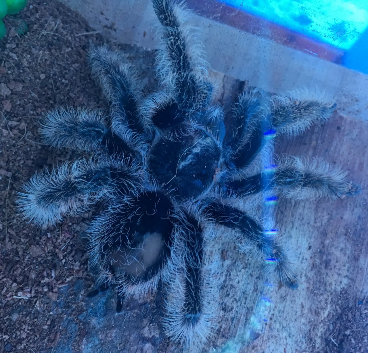 B. albopilosum - bald patch