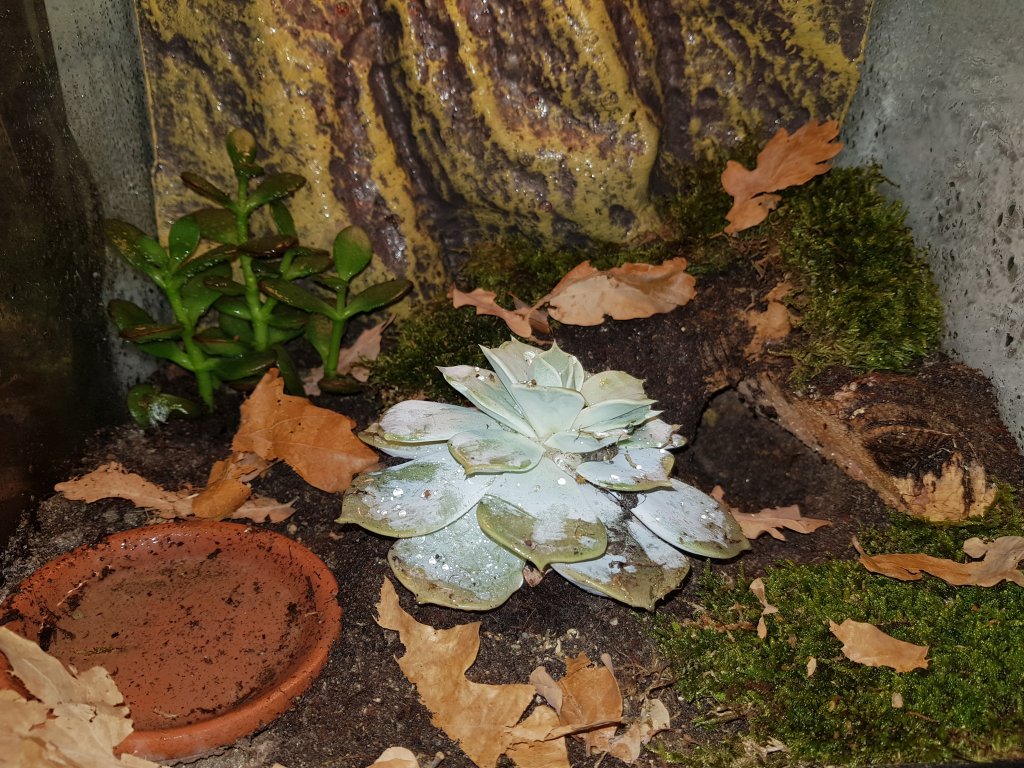 B. albopilosum enclosure