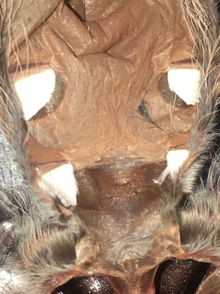 B. albopilosum M/F?