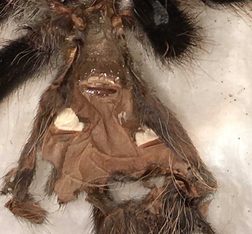 B.albopilosum M or F