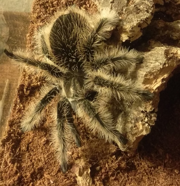 B Albopilosum N