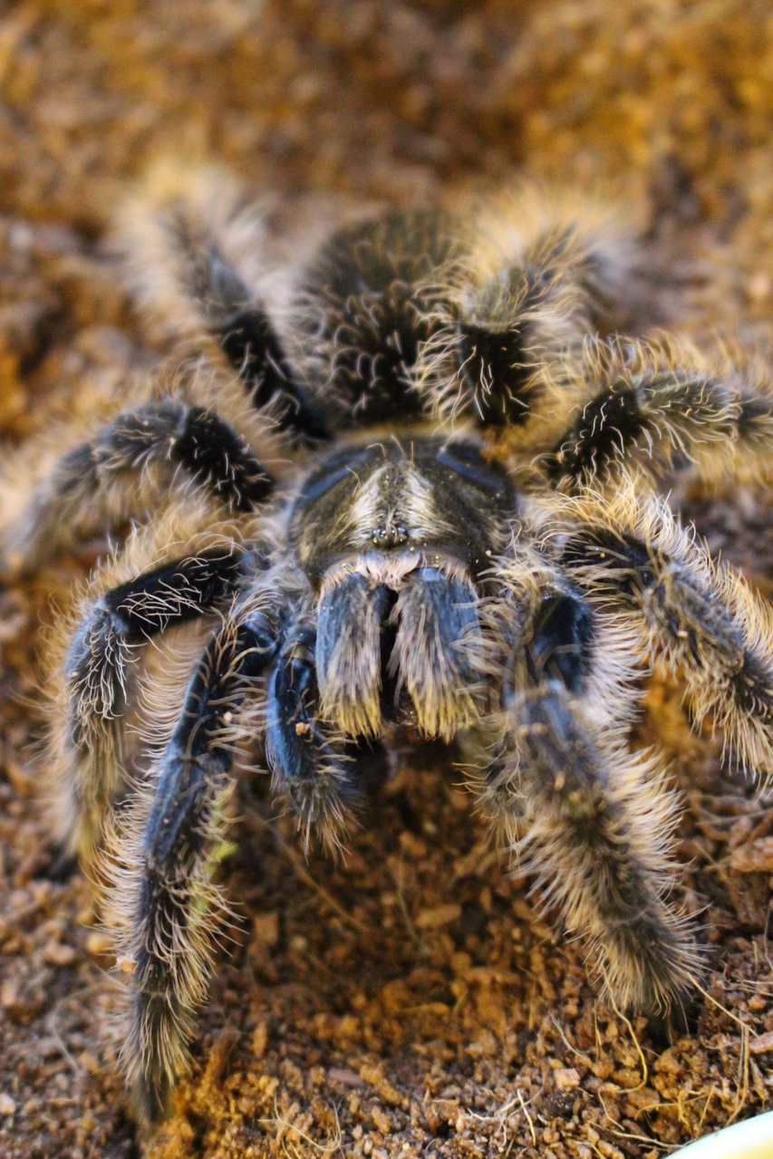 B albopilosum 'Nicaragua'