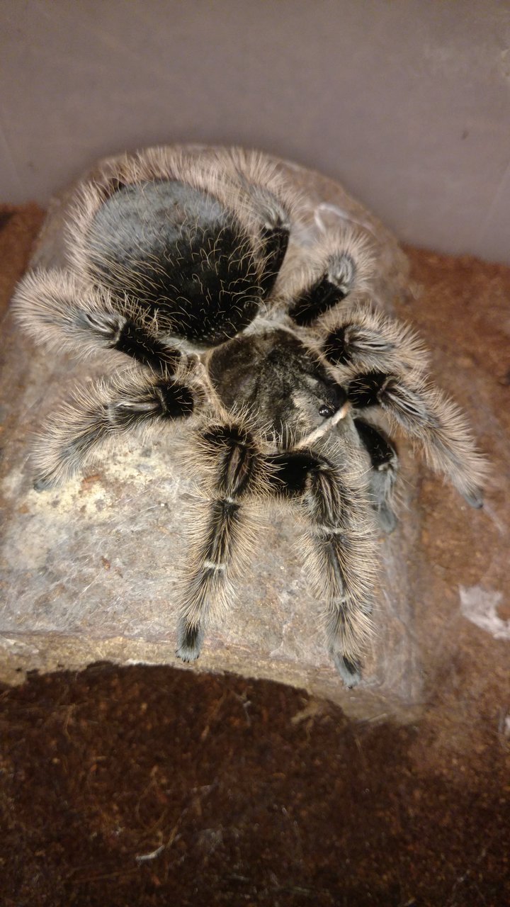 B. albopilosum "Nicaraguan"