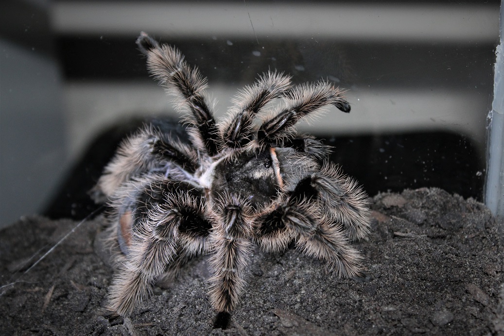 B. albopilosum "Nicaraguan"