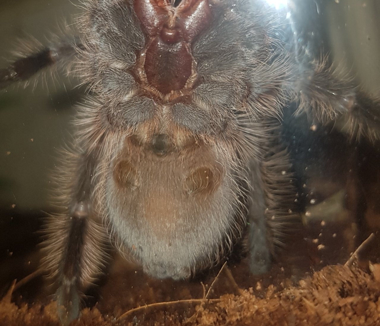 B. albopilosum sexing