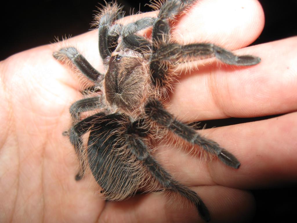 B.albopilosum