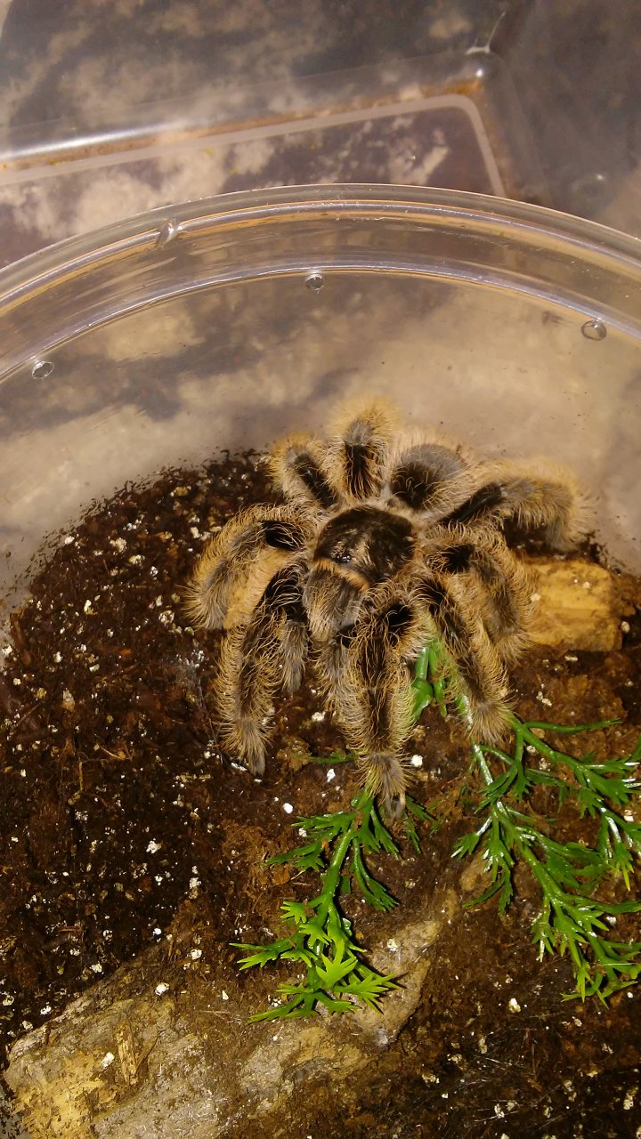 B. Albopilosum