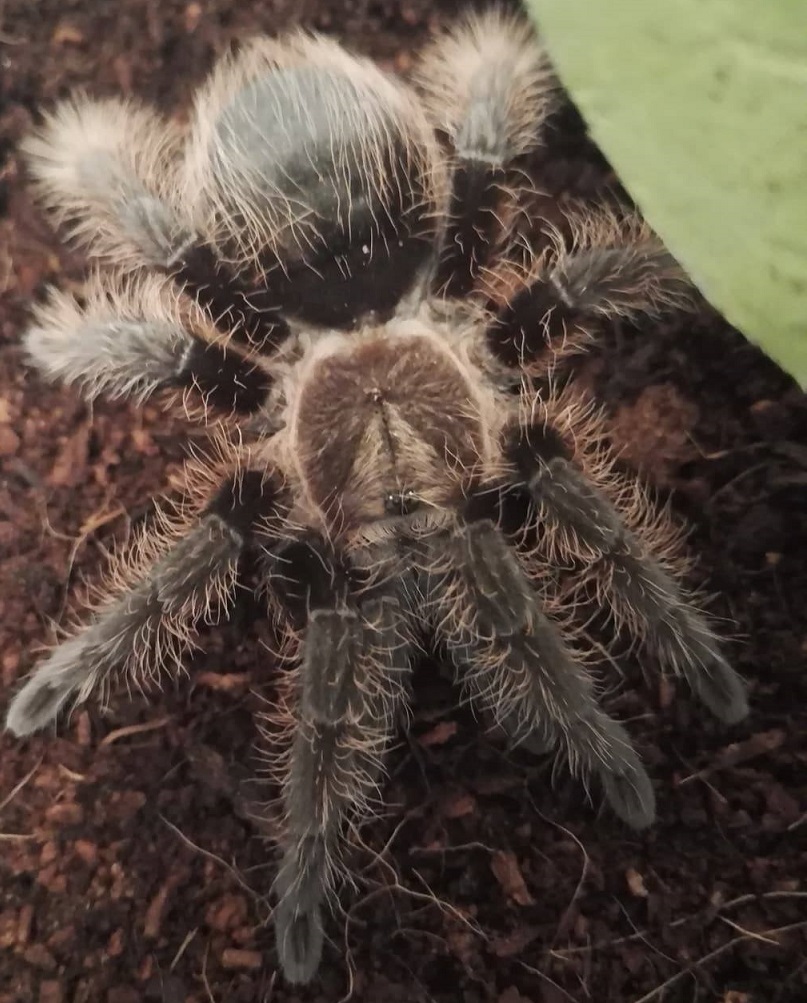 B. albopilosum