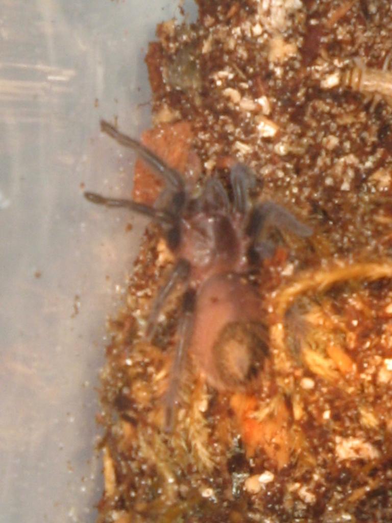 B. Albopilosum