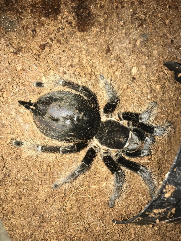 B. Albopilosum