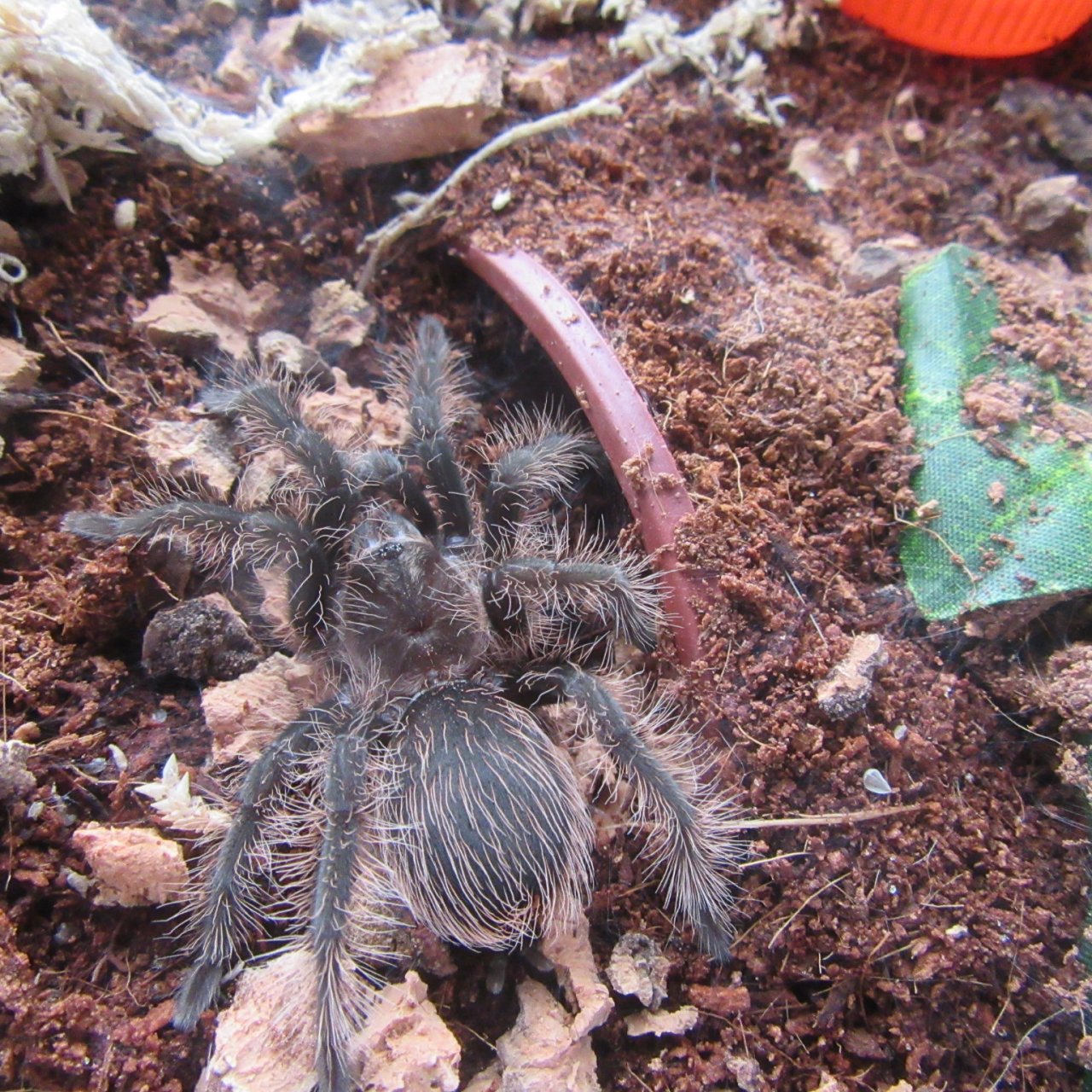 B. albopilosum