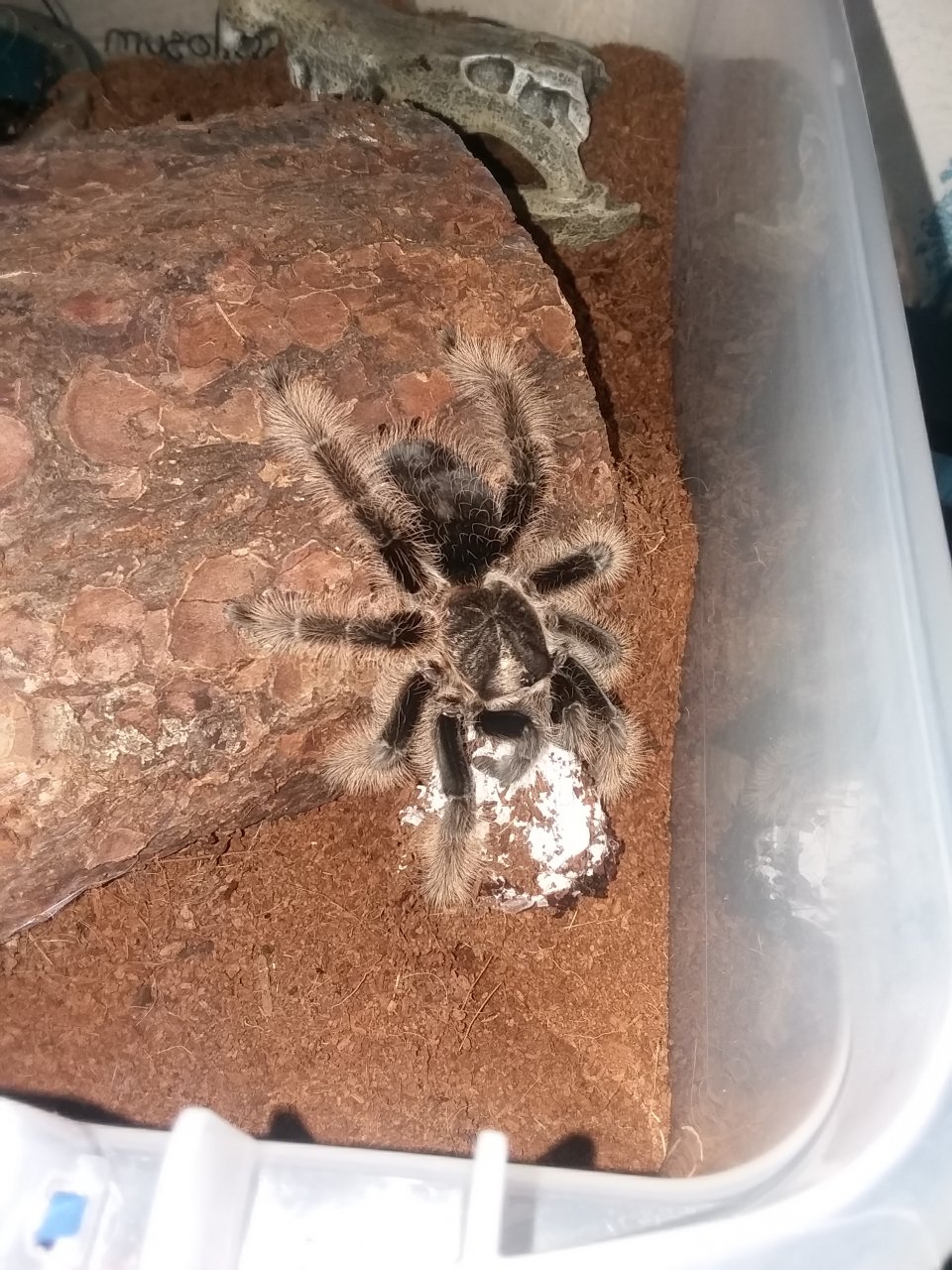 B. albopilosum