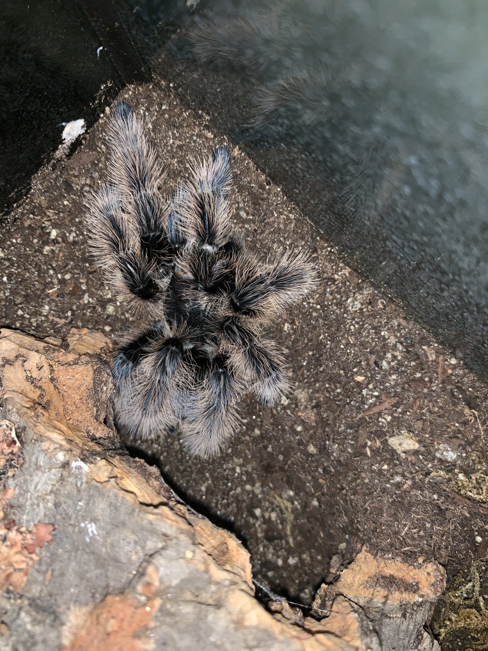 B. Albopilosum