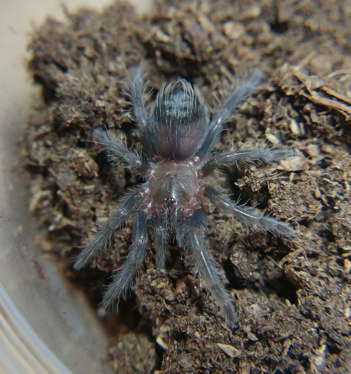 B. albopilosum