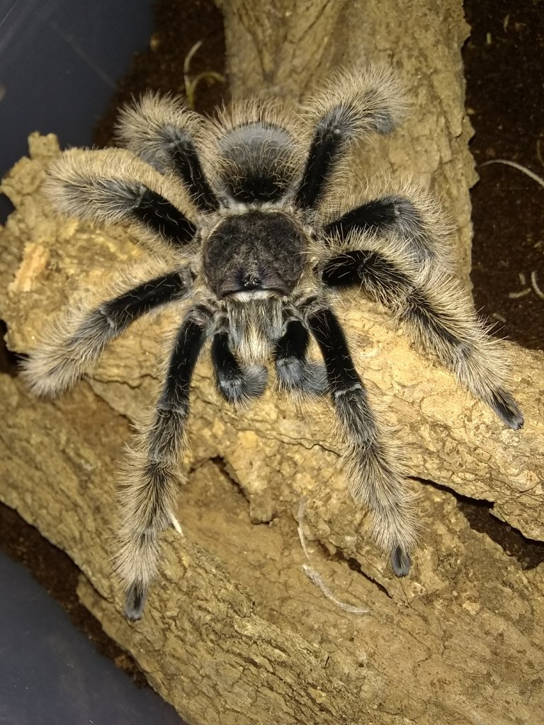 B. albopilosum