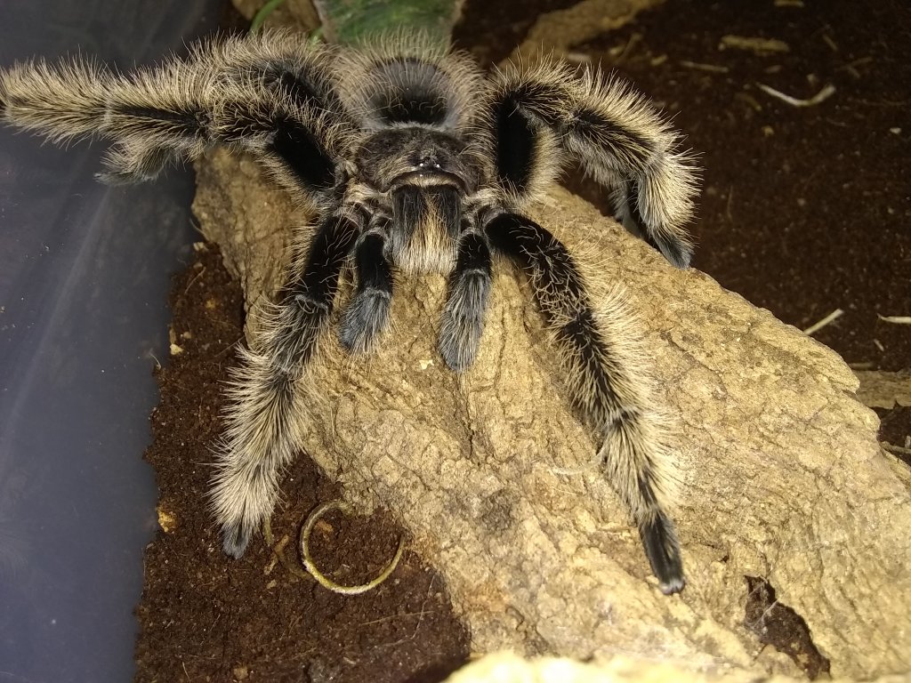 B. albopilosum