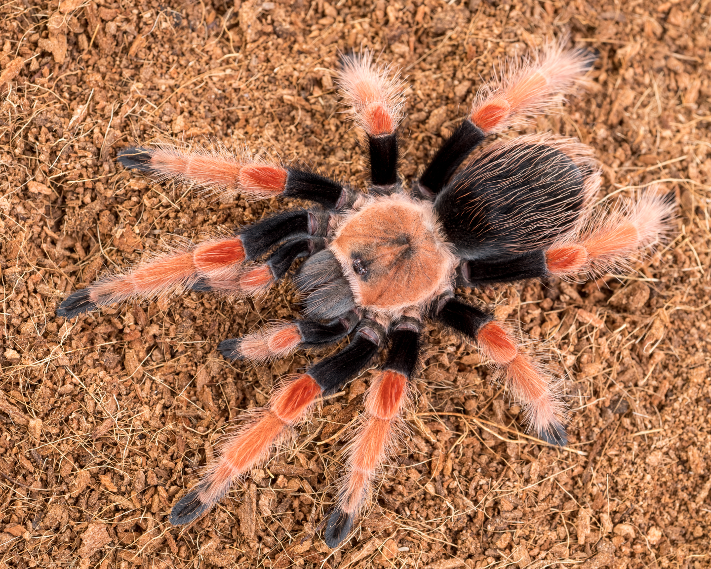 B. boehmei female (Ginger)