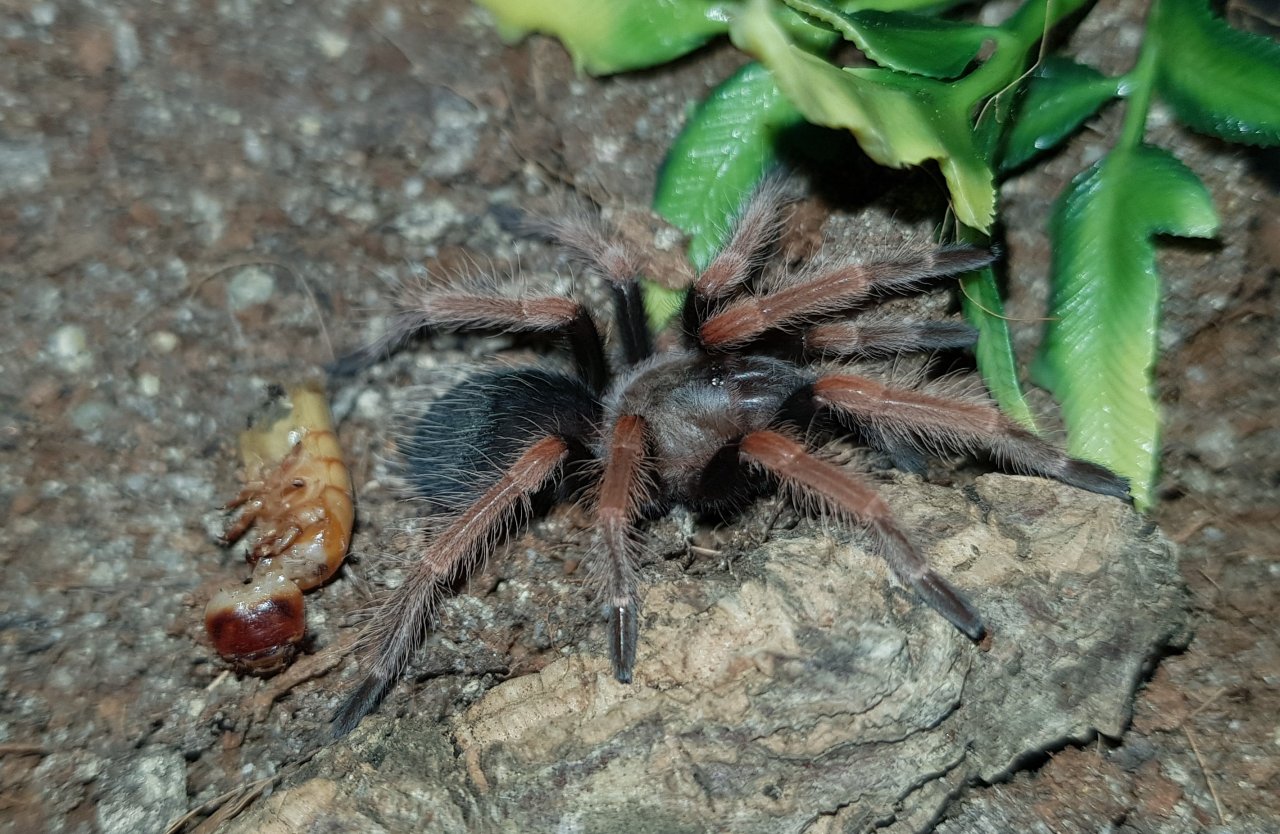 B. boehmei sling