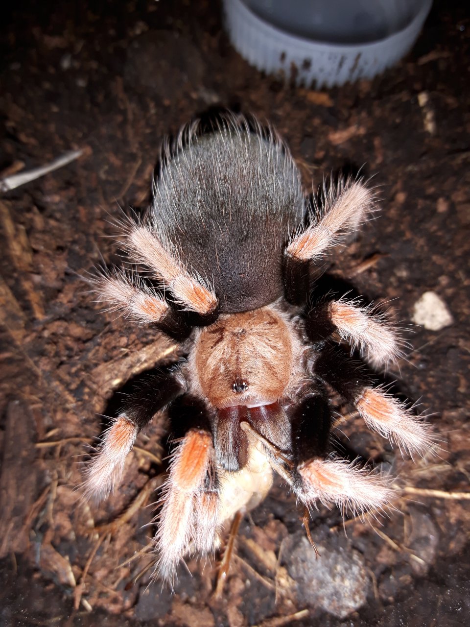 B.boehmei