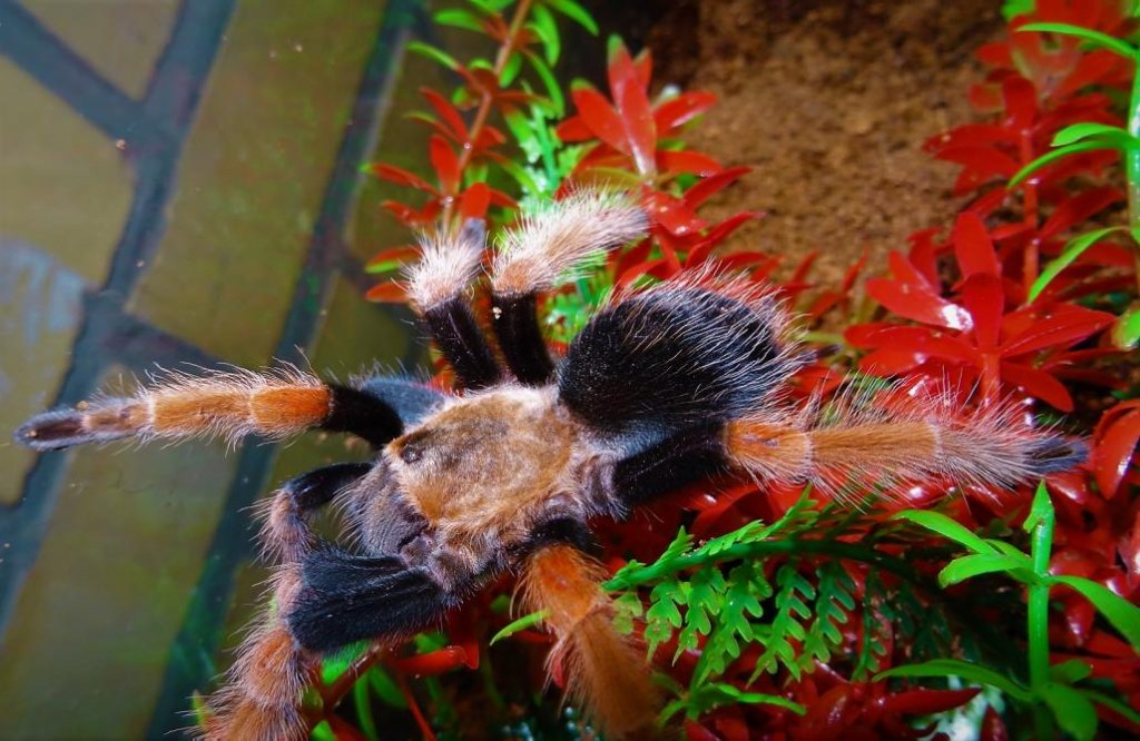 B. boehmei