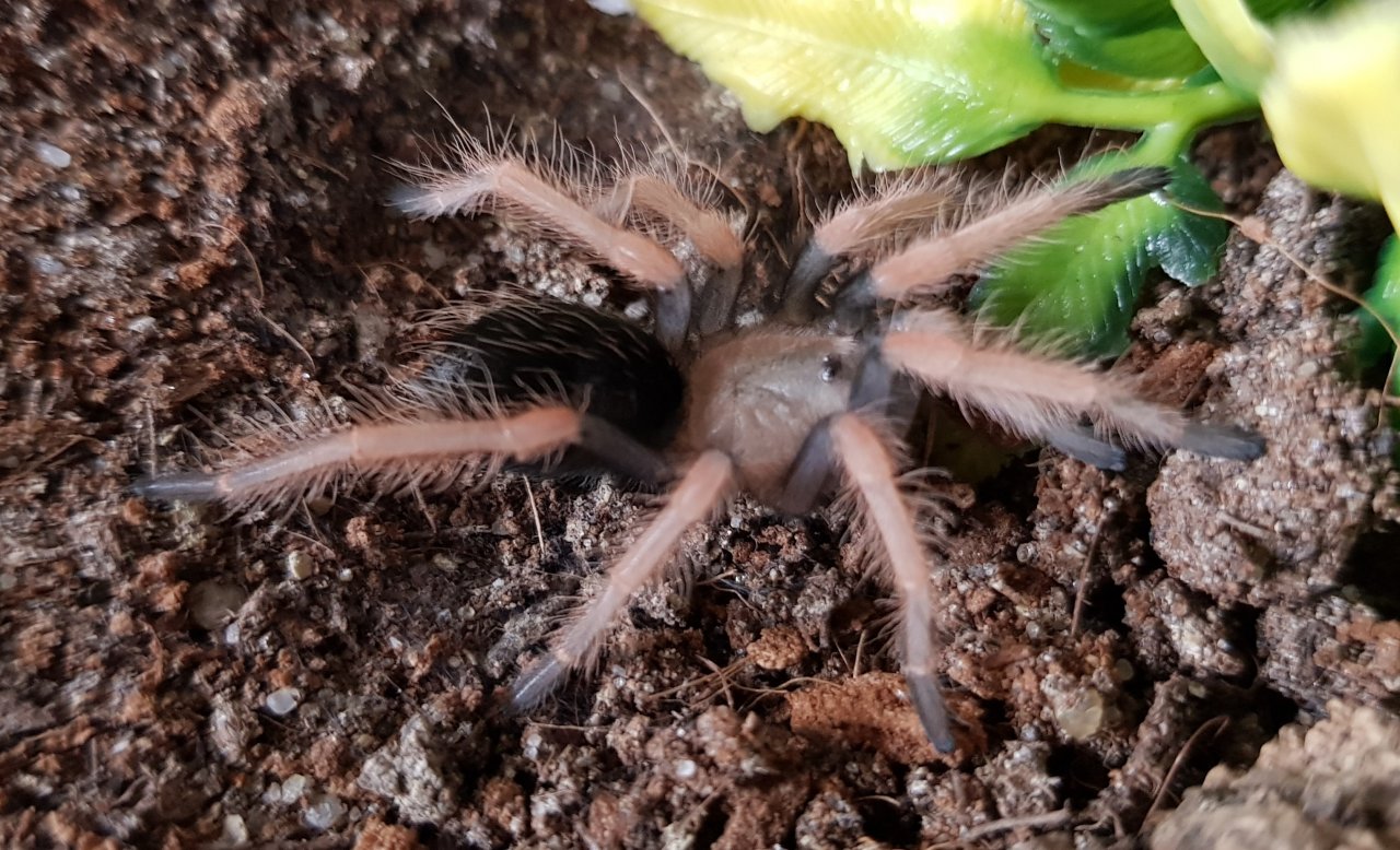 B. boehmei