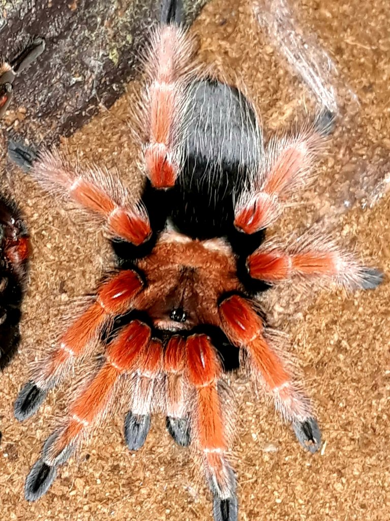 B. boehmei