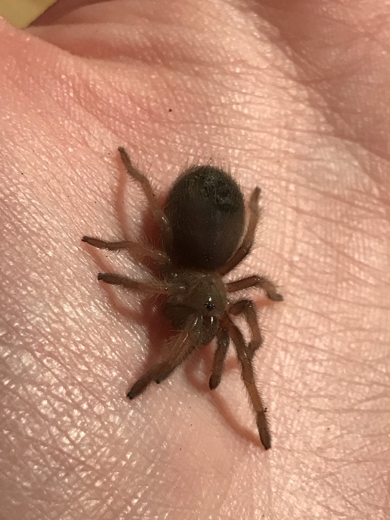 B. Emilia sling pre-molt.