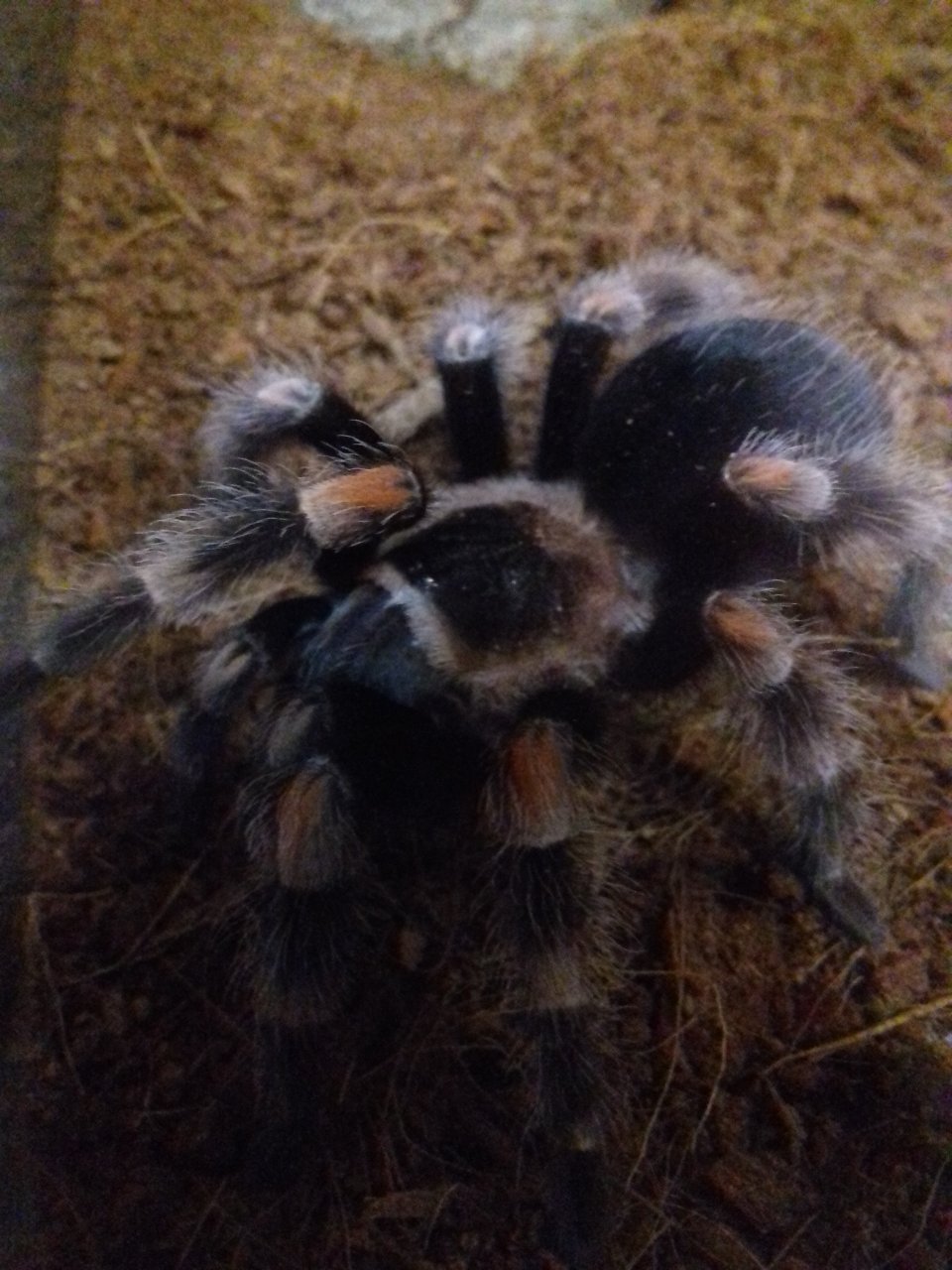 B. hamorii (ex smitti)