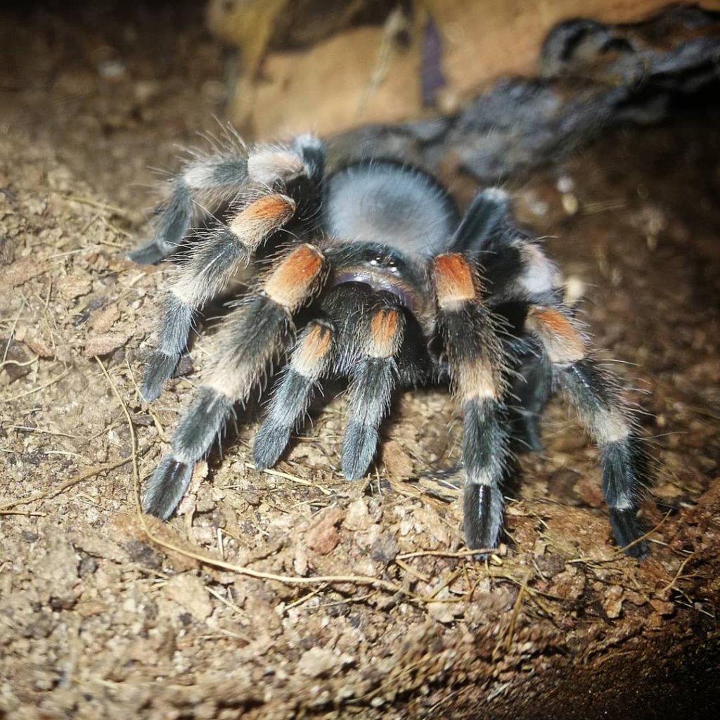 B. hamorii juvenile male