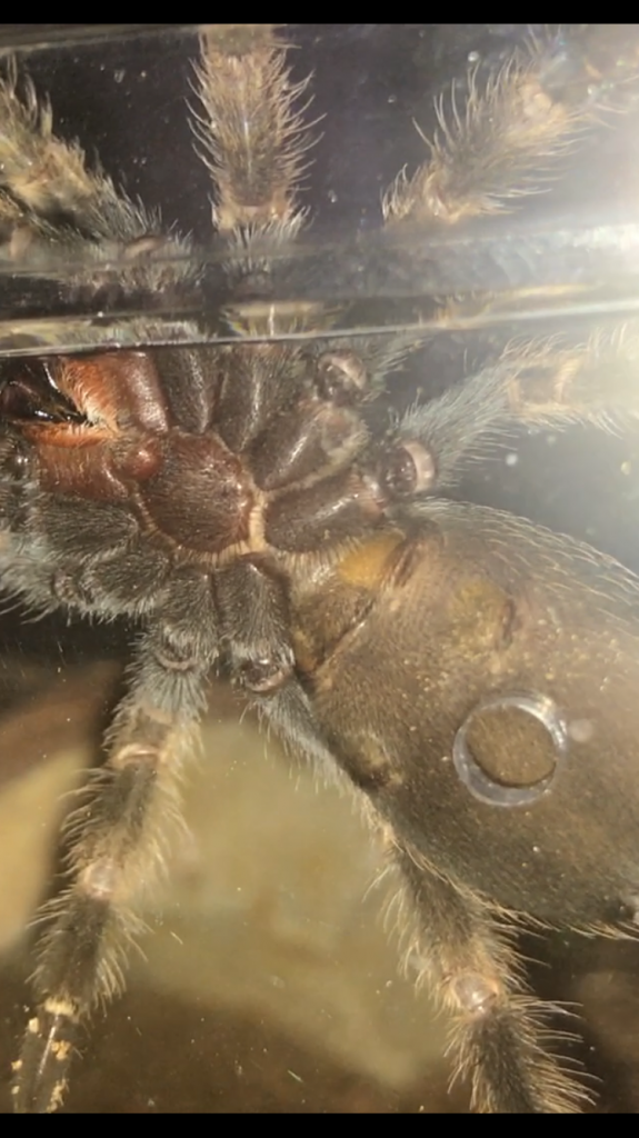 B. Hamorii Juvenile