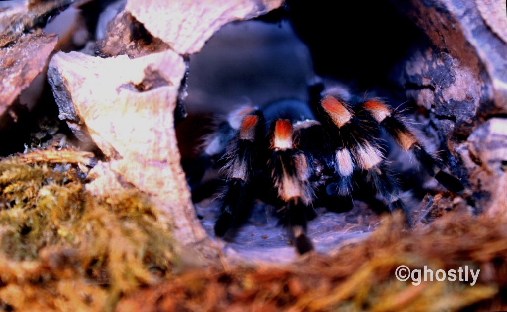 B. hamorii juvenile