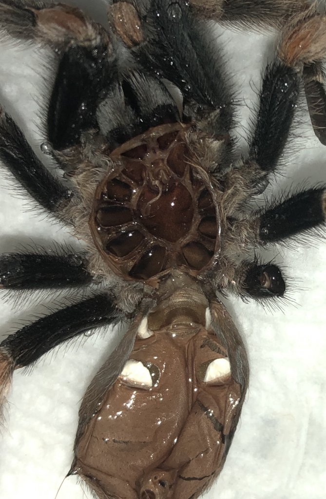 B. hamorii male or female? [2/2]