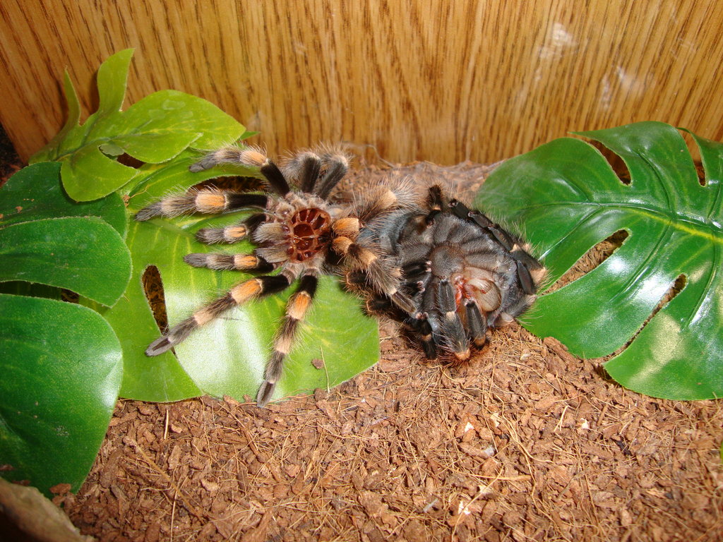 B. Hamorii molting