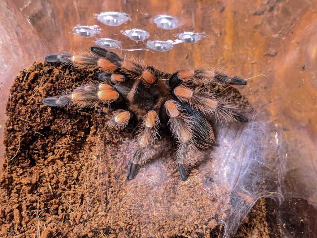 B Hamorii Post Molt