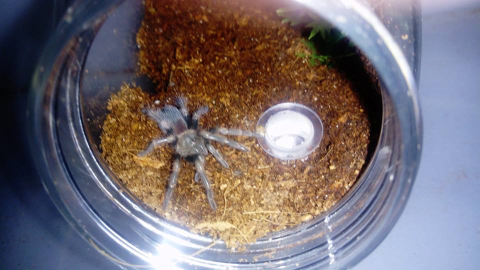 B. Hamorii Sling post moult