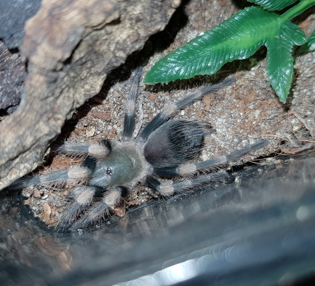 B. hamorii sling