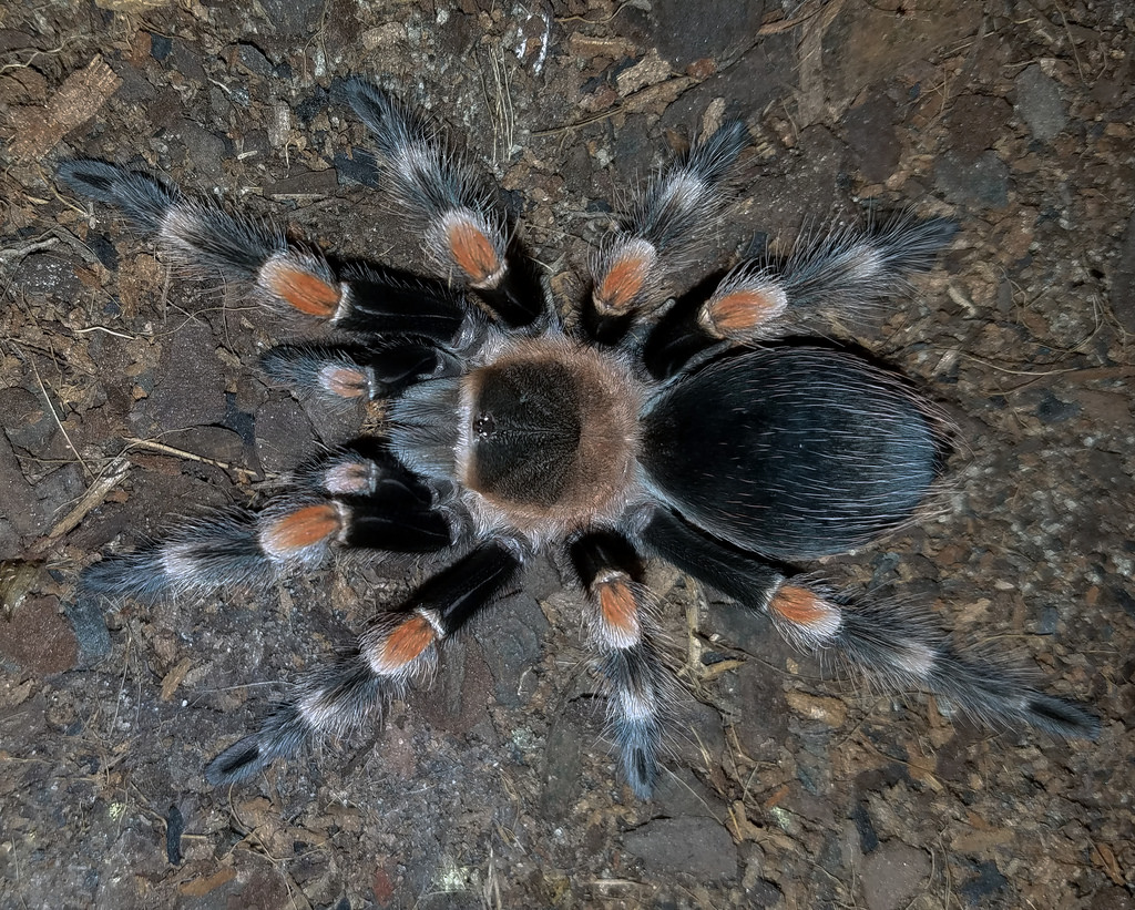 B.hamorii | Arachnoboards