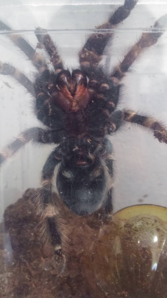 B. Smithi 1