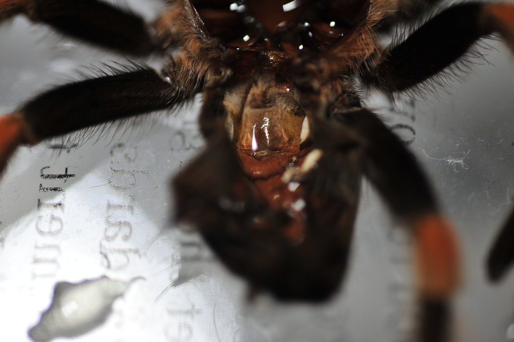 B. smithi, 3 in.