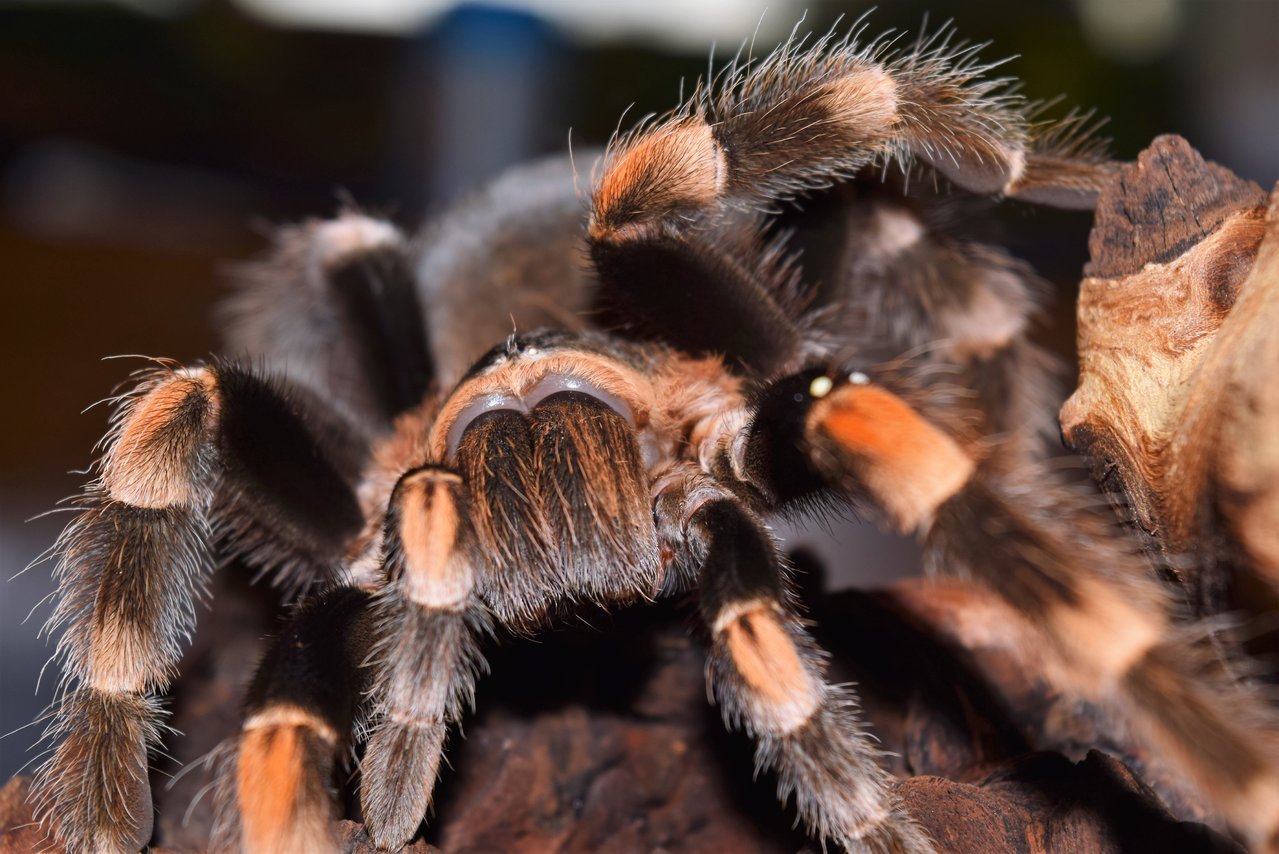 B. smithi AF