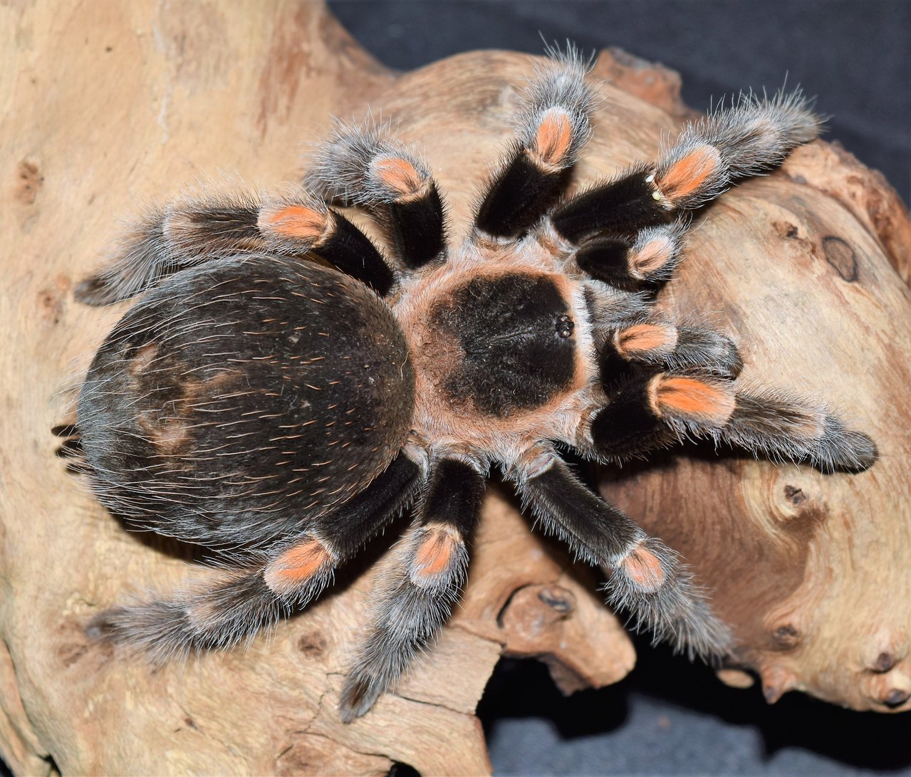 B. smithi AF