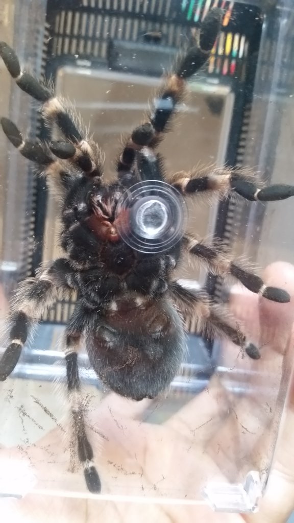 B. Smithi Approx 4 1/2 inch juvenile. Male or Female?